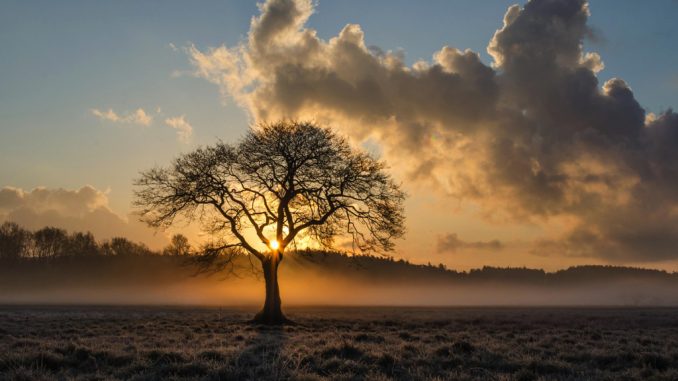 lone-tree-1934897