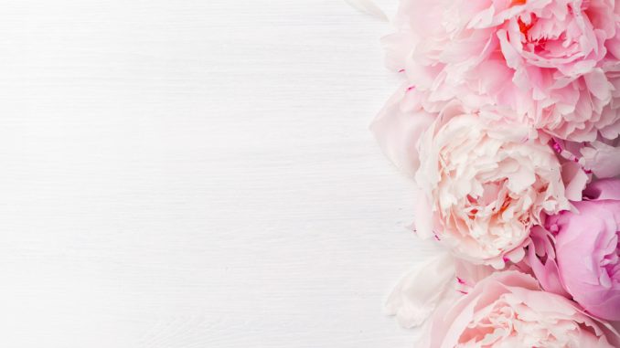 beautiful pink peony flower background